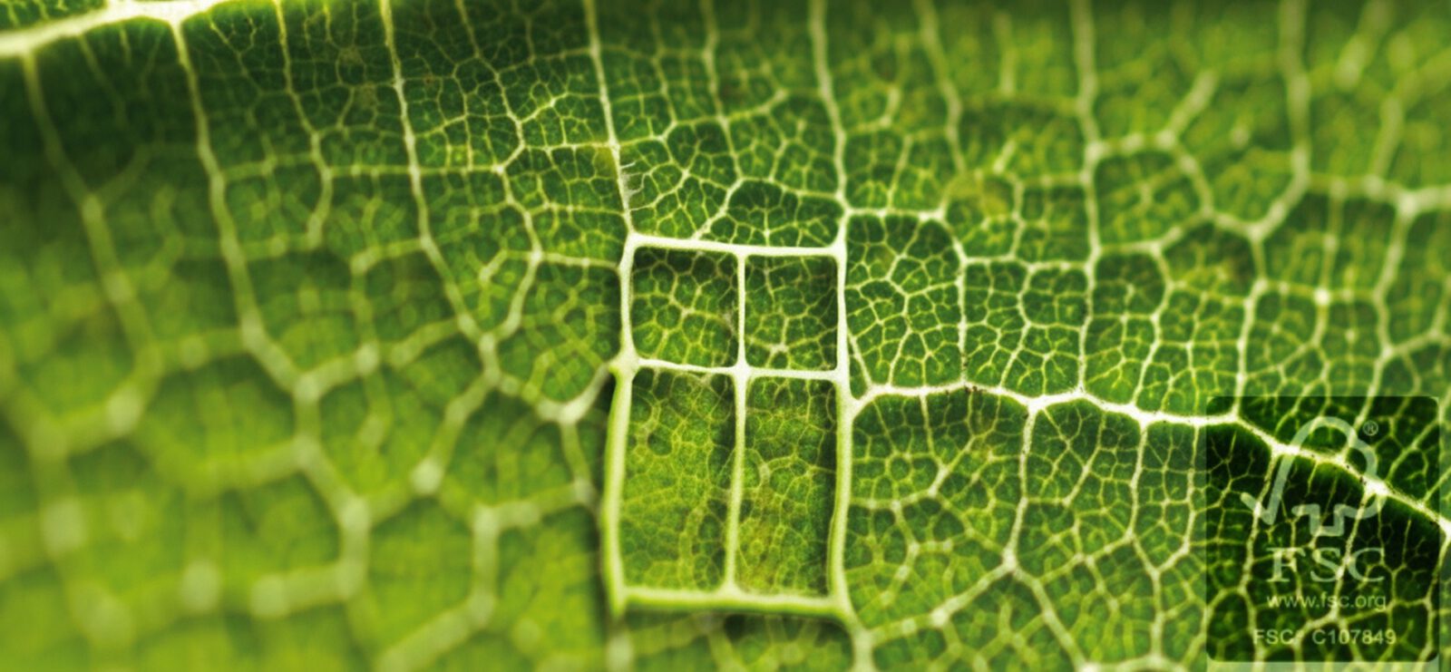 FSC hout, duurzame houten kozijnen, Duurzaam bos beheer, houten kozijnen met FSC, groene lijst boomsoorten, grijze lijst houtsoorten, zwarte lijst boomsoorten, duurzaam hout, ecologische houtkeuze, verantwoord bosbeheer, hout met certificering, bedreigde boomsoorten, duurzame houtsoorten
