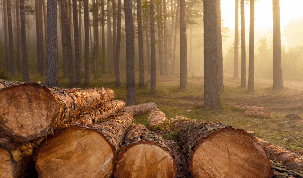 Vuren hout, naald hout, vurenkozijnen, vuren ramen, vuren FSC hout,