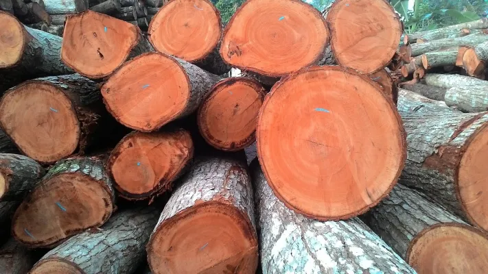 Hardhout, hout soorten, loofboom, mahonie hout, mahonie kozijnen, Hardwood, loofhout,