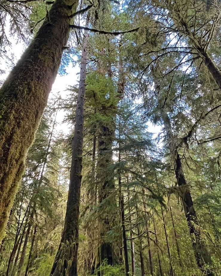 Accoya, gemodificeerde hout Accoya, hout van Accoya, Accoya kozijnen, Accoya deuren, Accoya vouwdeuren, Accoya schuifpui, Accoya voordeur, gevelkozijnen van Accoya, duurzaamste hout, beste hout van Nederland,