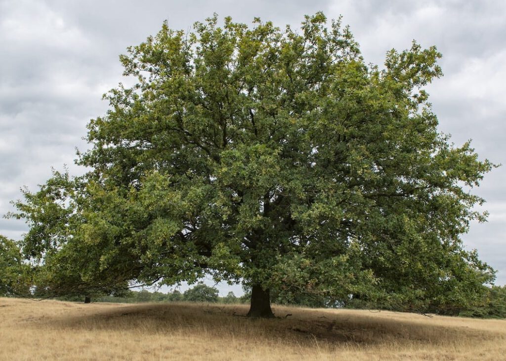 FSC, FSC keurmerk, FSC houtmerk, FCS keur, keurmerken, kwaliteitseisen, garanties, fcs hout, circulair hout, eco hout, duurzaam hout, duurzaam bosbeheer,