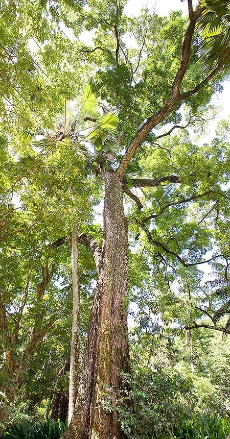 FSC, FSC keurmerk, FSC houtmerk, FCS keur, keurmerken, kwaliteitseisen, garanties, fcs hout, circulair hout, eco hout, duurzaam hout, duurzaam bosbeheer,